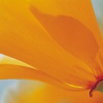 California Poppy